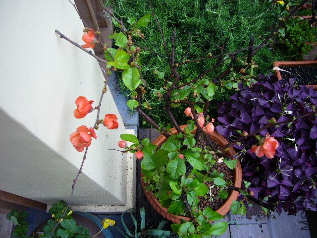 �ձ�����20120413 02.JPG