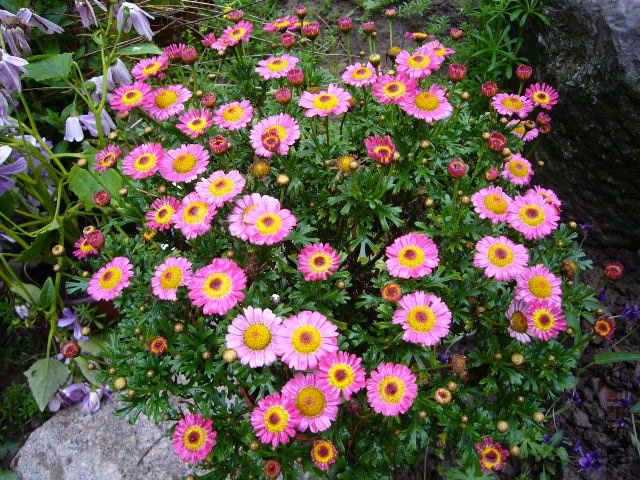 糺�ɫ�������20120413 02.JPG