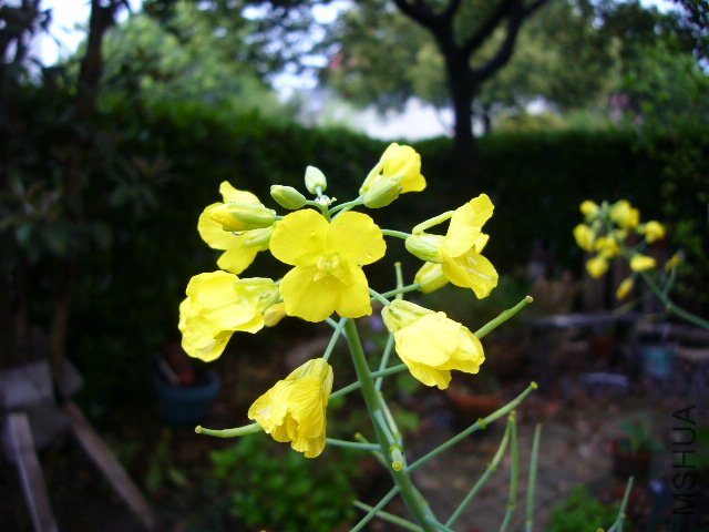 �Ͳ˻�20120413 01.JPG