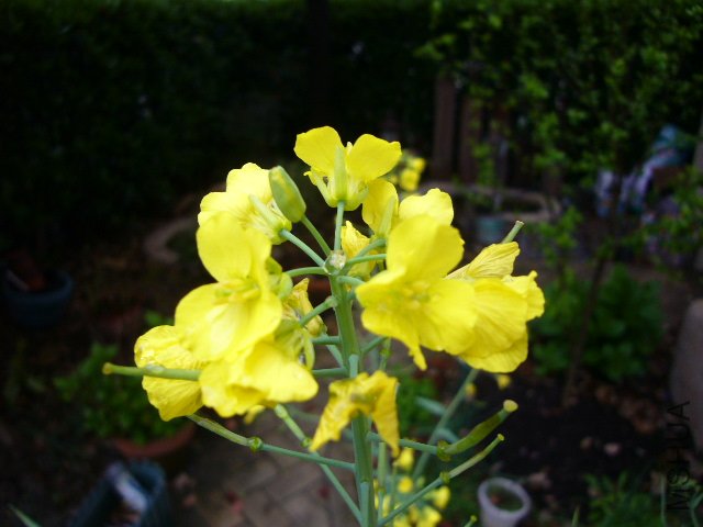 �Ͳ˻�20120413 02.JPG