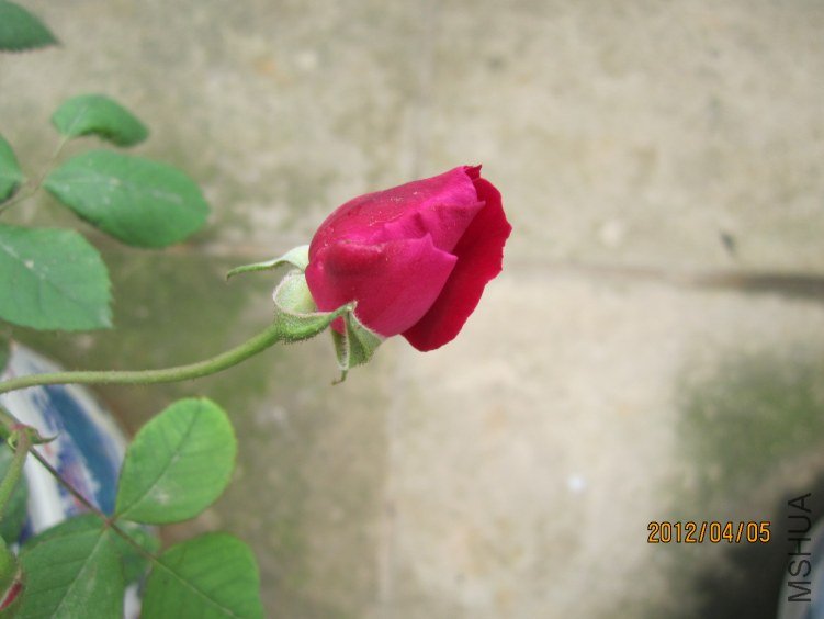 IMG_2742.JPG