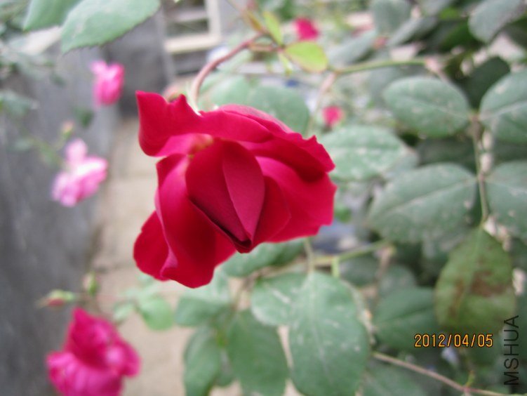 IMG_2745.JPG