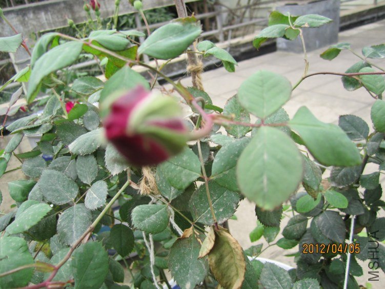 IMG_2746.JPG