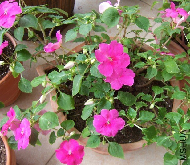 ����֮ǰ�����ӣ�