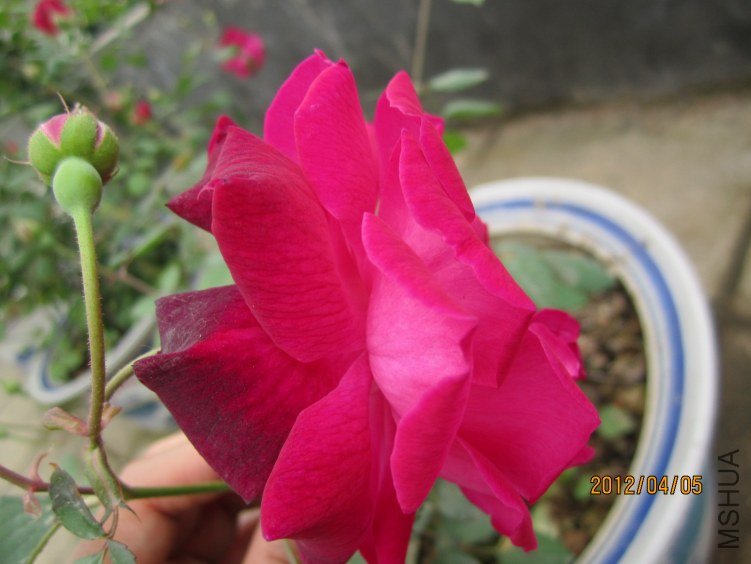 IMG_2764.JPG