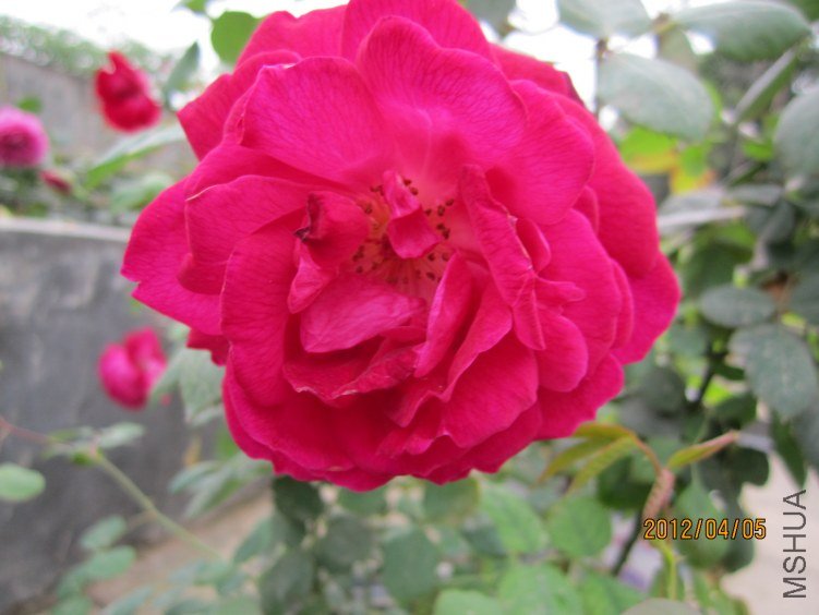 IMG_2765.JPG