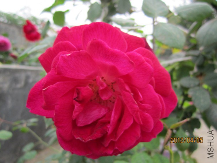 IMG_2766.JPG