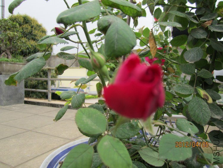 IMG_2767.JPG
