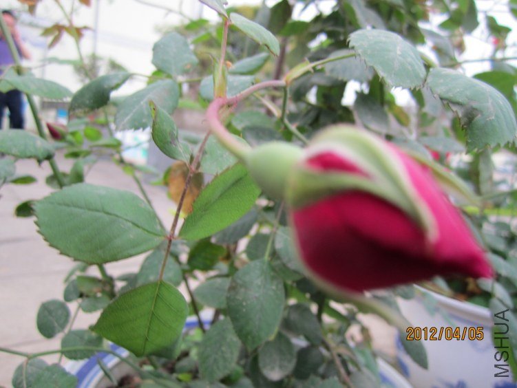IMG_2852.JPG