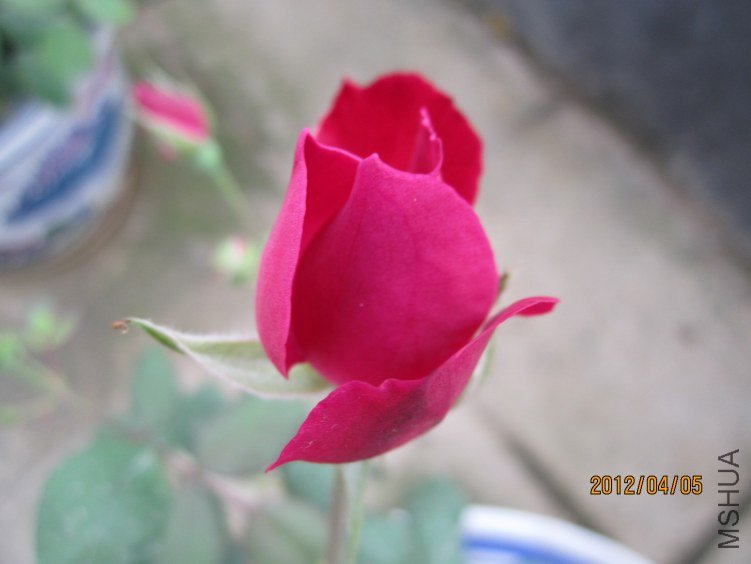 IMG_2854.JPG