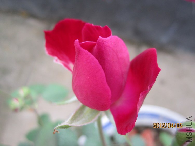 IMG_2855.JPG