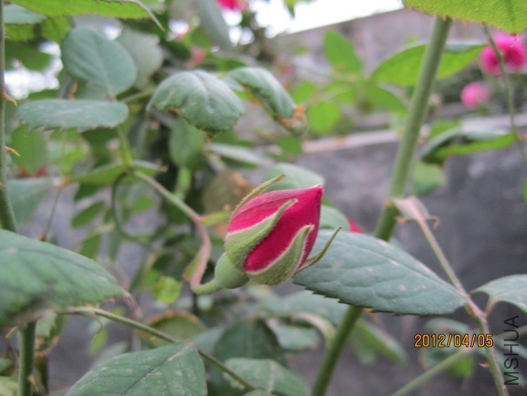IMG_2856.JPG