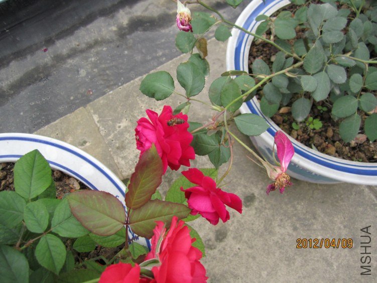 IMG_2889.JPG