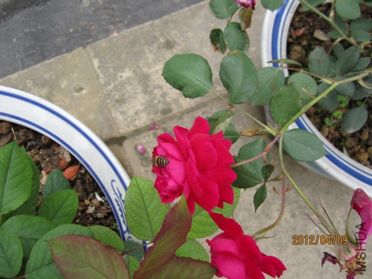 IMG_2890.JPG