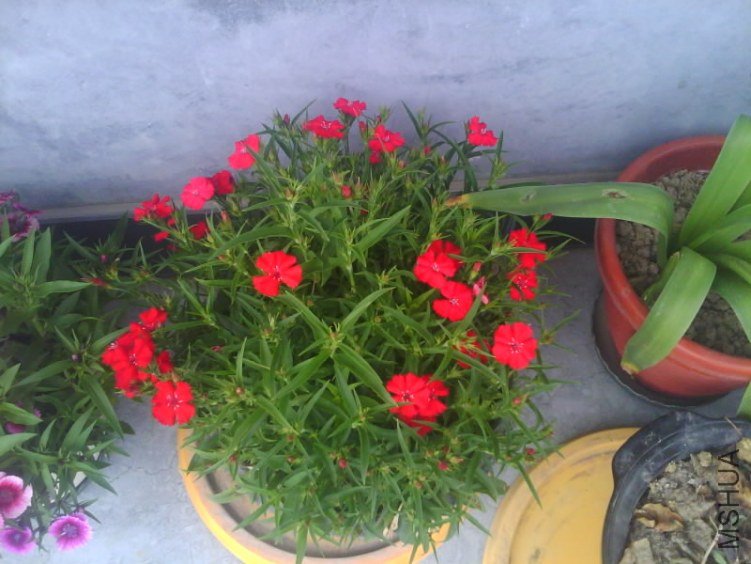IMG2780A.jpg