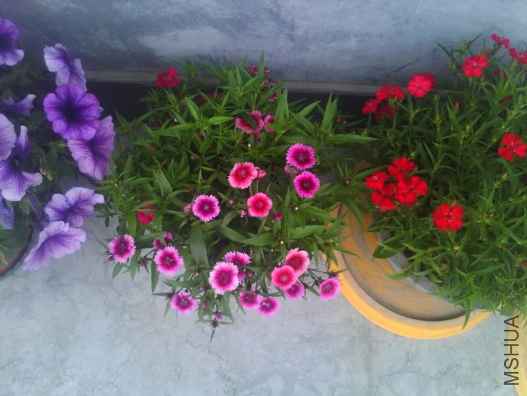 IMG2781A.jpg