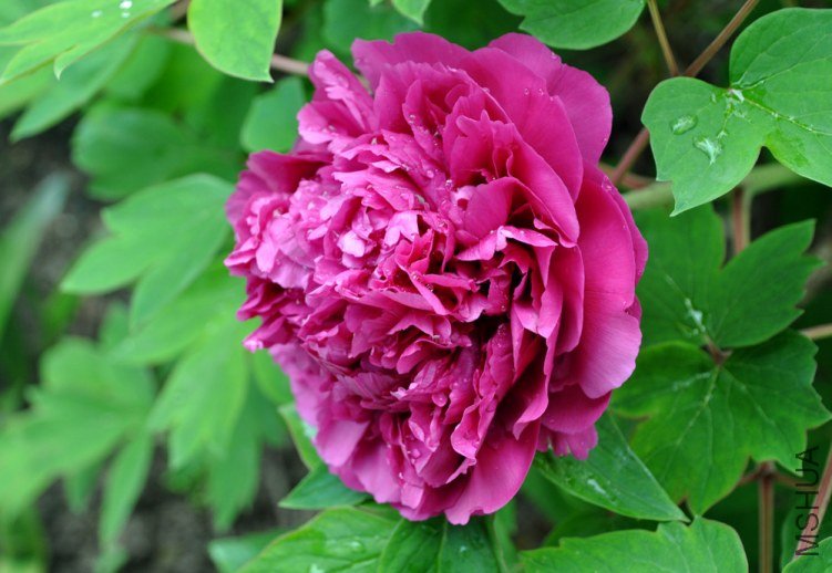 ������ʢ 1.jpg