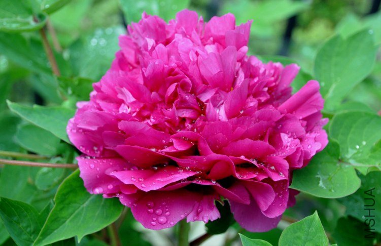 ������ʢ 2.jpg