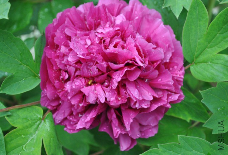 ������ʢ 3.jpg