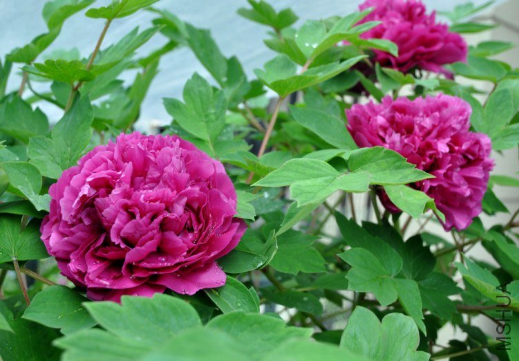 ������ʢ 5.jpg