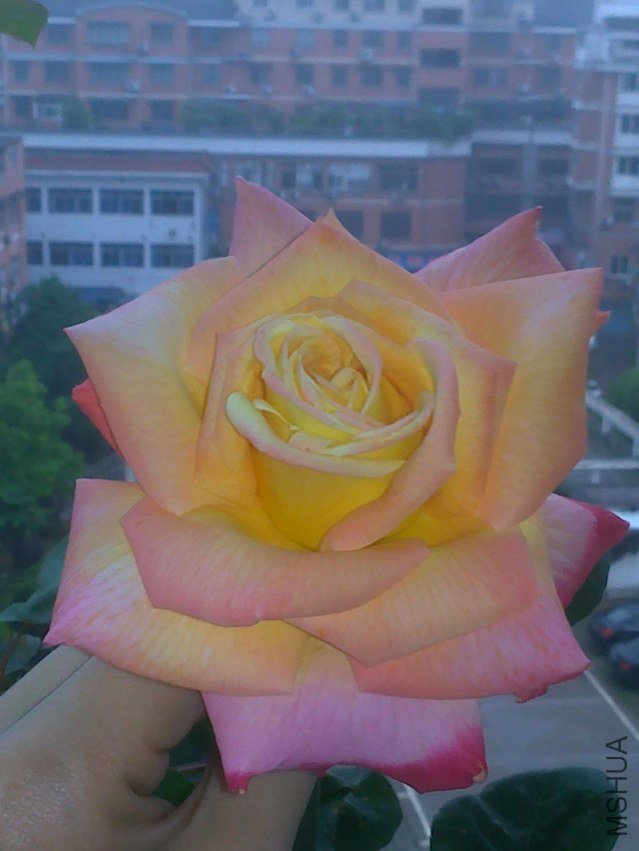 20120412438.jpg