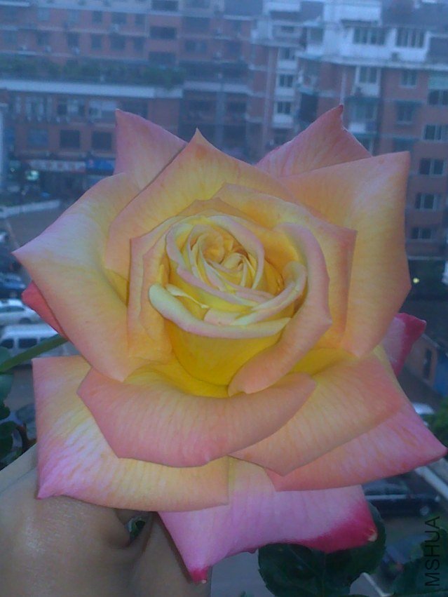 20120412439.jpg