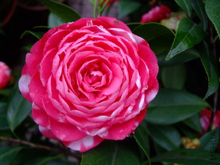 ������ 2012-4-13f 015.jpg