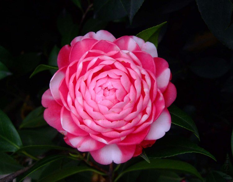 ������ 2012-4-13f 050.jpg