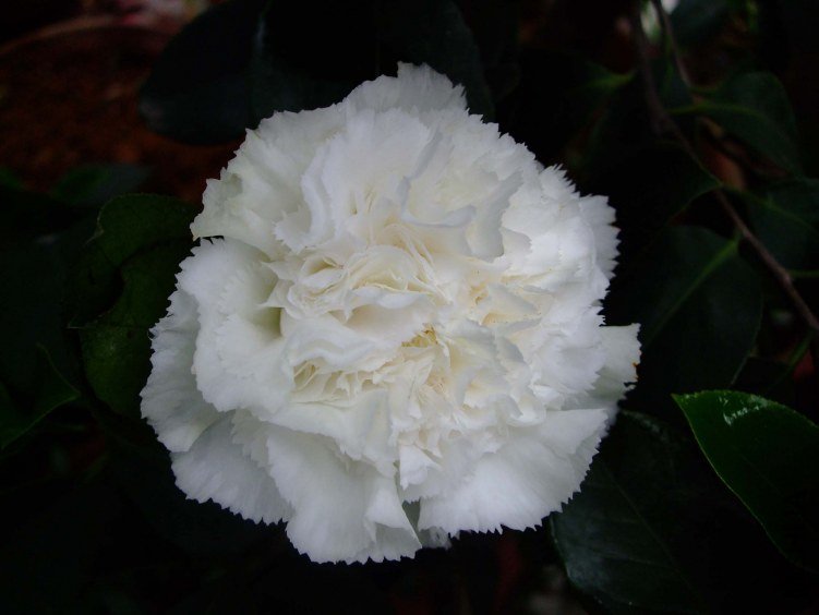 ���� 2012-4-13f 052.jpg