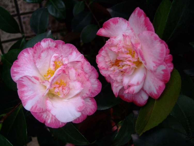 ���ʴ� 2012-4-13f 073.jpg