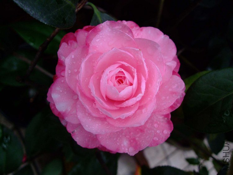 ţ�������� 2012-4-13f 014.jpg