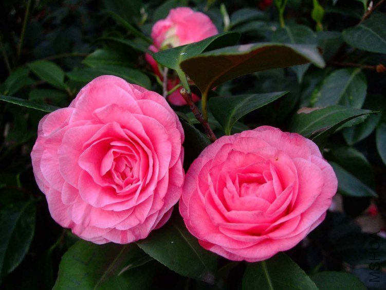 ��� 2012-4-13f 071.jpg