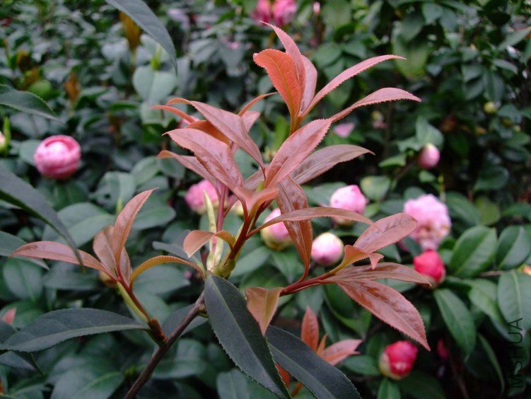 ����(�۴���) 2012-4-13f 074.jpg