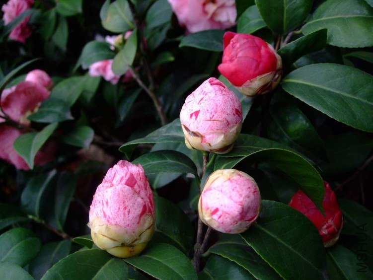 ���� 2012-4-13f 043.jpg
