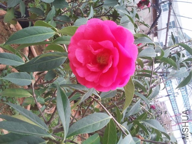 ��Ҷ����