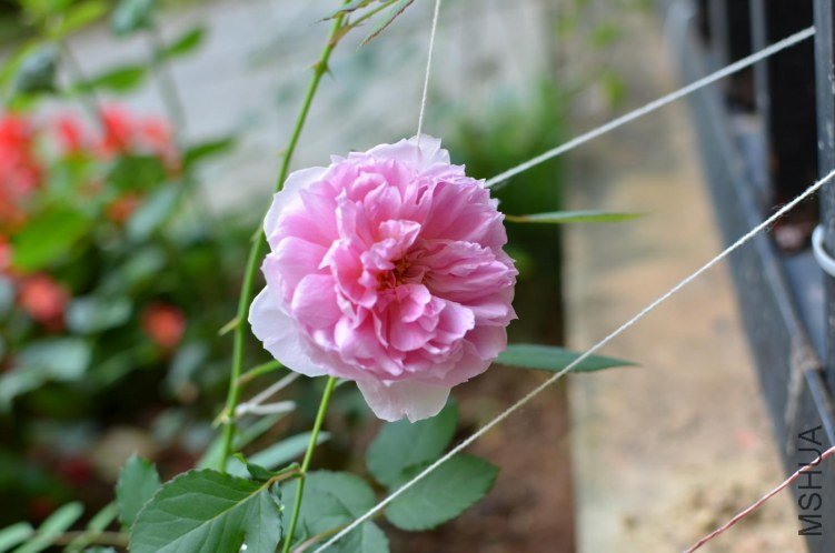 DSC_3966.JPG