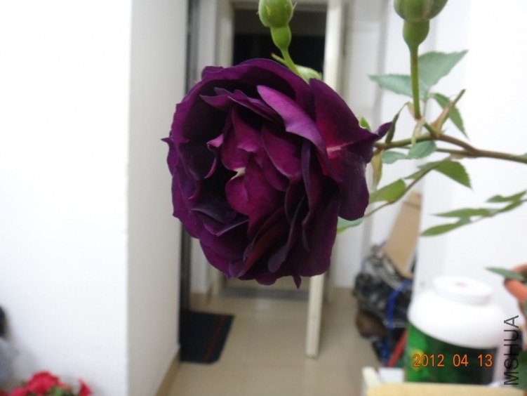 2-DSC01377.JPG