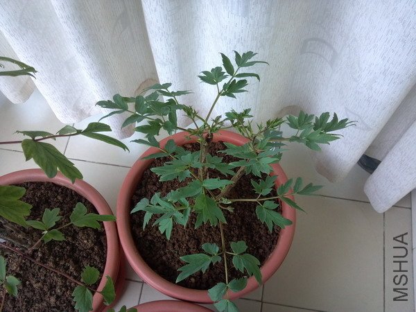 2012-04-13_07-28-46_322.jpg