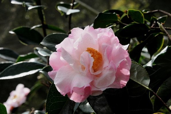 DSC_1620-SS.jpg