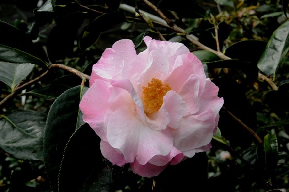DSC_1614-SS.jpg