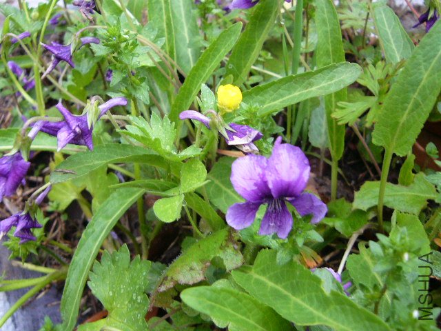 �ϻ��ض�20120413 01.JPG