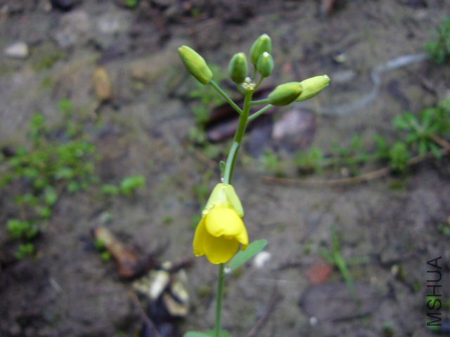 СҰ��20120413 01.JPG