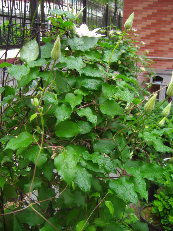 P1013155.jpg