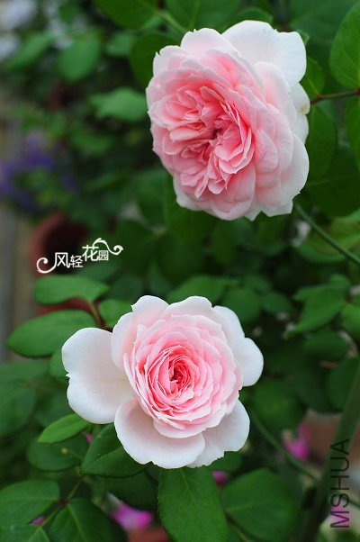 dsc_7685_����.jpg