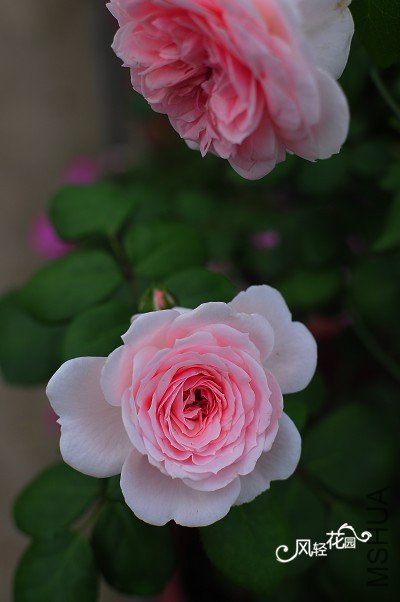 dsc_7694_����.jpg