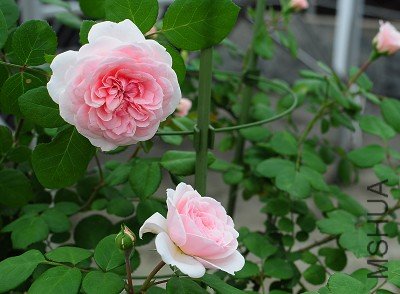 DSC_7686.jpg
