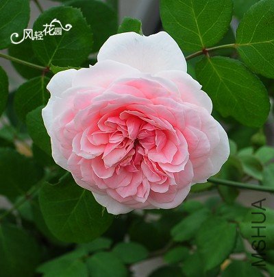 dsc_7687_����.jpg