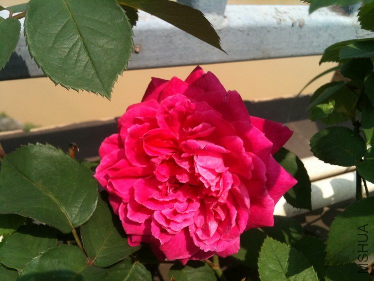1IMG_1636.jpg