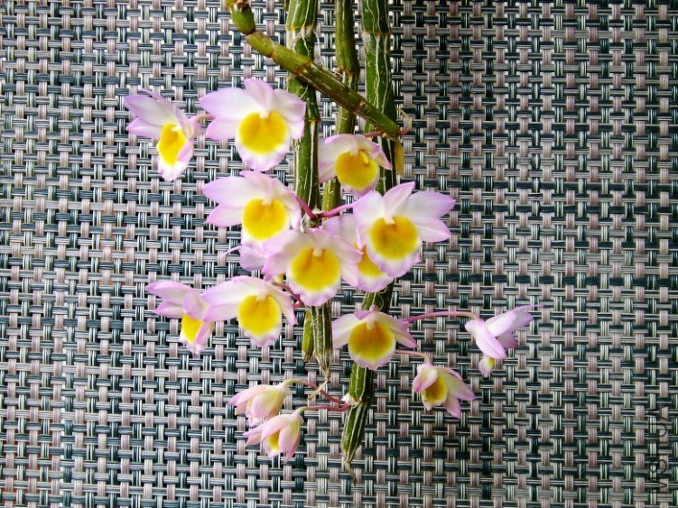 �� 1213_conew1.jpg