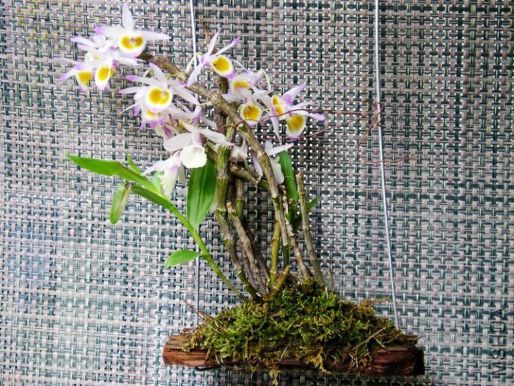 �� 1199_conew1.jpg